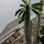 نخل ماداگاسکار