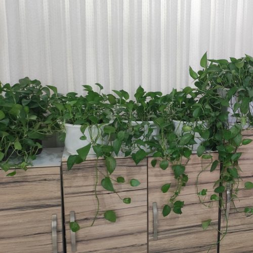 گل گیاه آپارتمانی