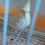 عروس هلندی ماده