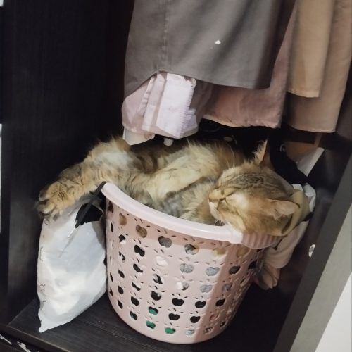 گربه پرشین کلاسیک