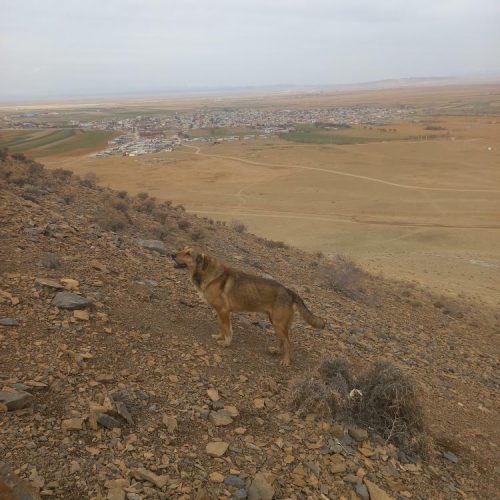 سگ پژدر اصیل