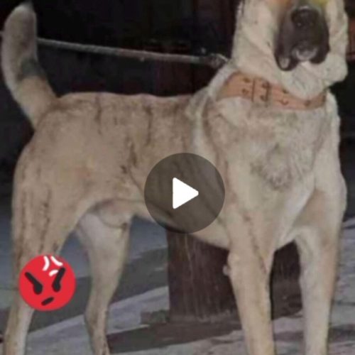 سگ افغانی درشت جنگی 2ساله همراه با فیلم ج