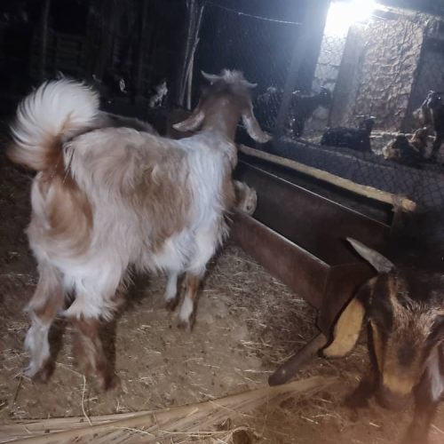 چند عدد کهره نر چاق