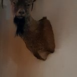 کله کل تاکسیدرمی