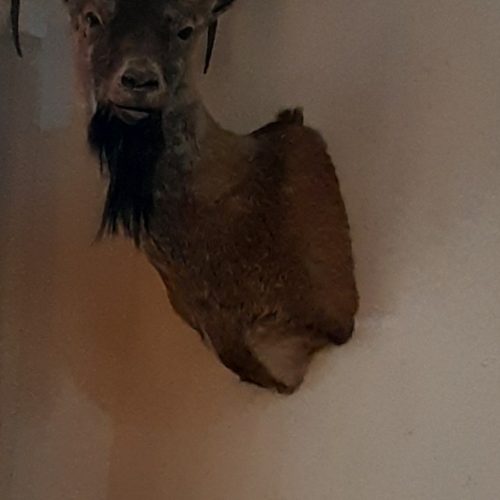 کله کل تاکسیدرمی