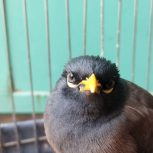 مرغ مینا سخنگو