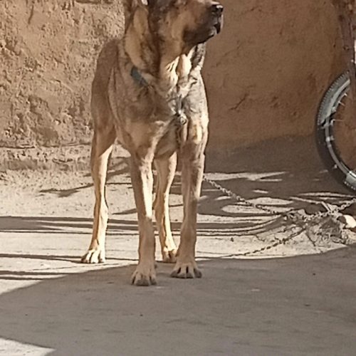 سگ پژدر