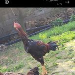 خروس لاری نسل دار