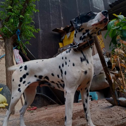 سگ دالمیشن(dalmatian)