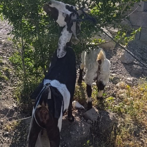 بز پاکستانی و بزغاله