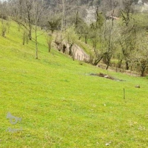 زمینی 2000 متر در تالش ـ خطبه سرا انبوه مشایخ شوکیز