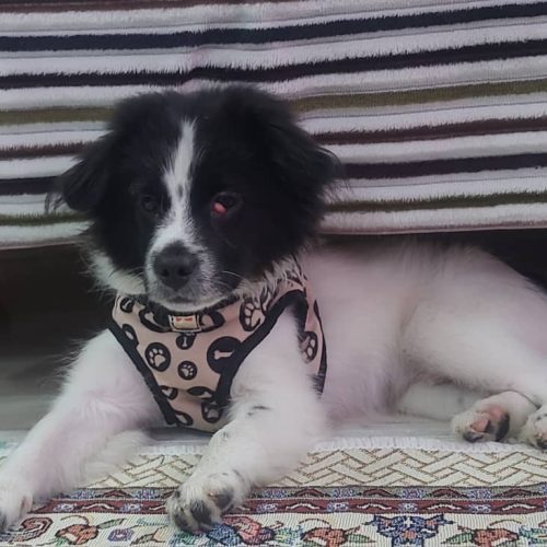 توله سگ خانگی