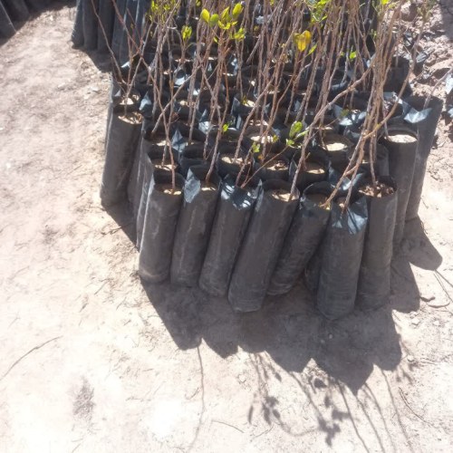 فروش نهال پسته وپیوندک پسته وقلمه