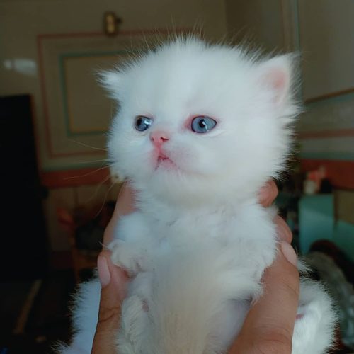 توله پرشین  پشمالو و بانمک