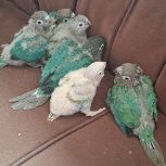 جوجه گرینچیک سرلاکی آناناسی رد