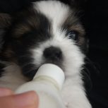 سگ شیتزو نوزاد