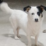 یک دانه سگی خروجی فروشی است