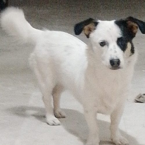 یک دانه سگی خروجی فروشی است