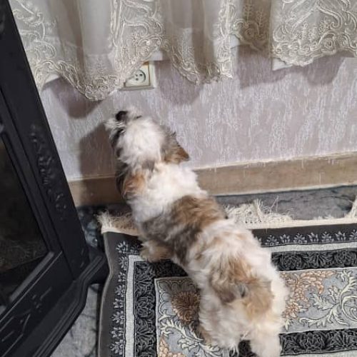 سگ نژاد شتیرتریر واکسن خورده شناسنامه‌دار