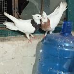 نر و ماده طوقی هفت رنگ و طوقی سیا