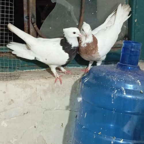 نر و ماده طوقی هفت رنگ و طوقی سیا