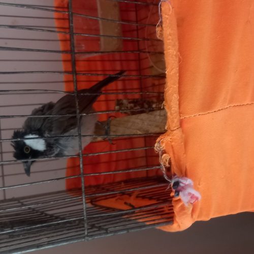 دوعدد بلبل خرمایی