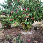 فروش باغ سیب مراغه روستای ملاقاسم