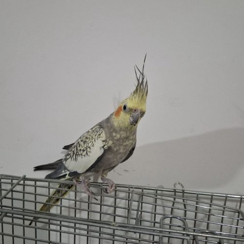 عروس هلندی ماده