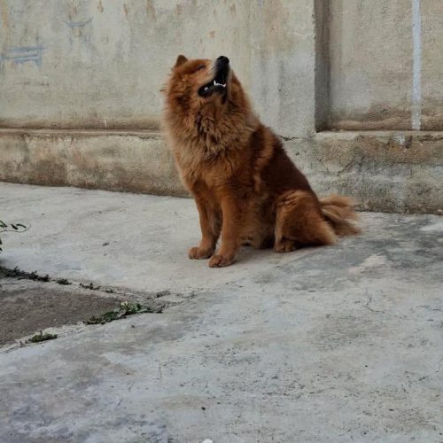 سگ نژاد چاو چاو