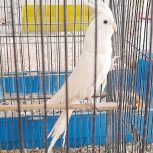 یک جفت عروس هلندی آلبینو تقویت شده چشم شرابی