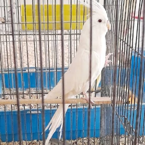 یک جفت عروس هلندی آلبینو تقویت شده چشم شرابی