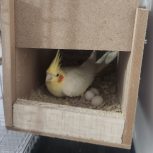 یک جفت عروس هلندی