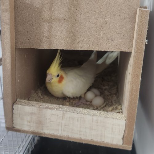 یک جفت عروس هلندی