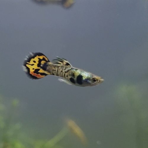 ماهی گوپی کبرا