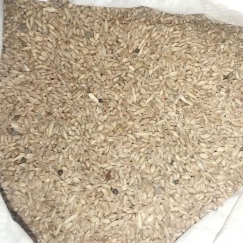 فروش گندم محلی
