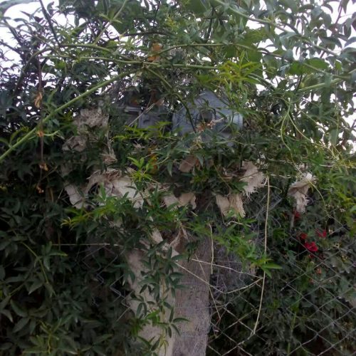 فروش زمین 1000متری تک برگ سند در بهشهر