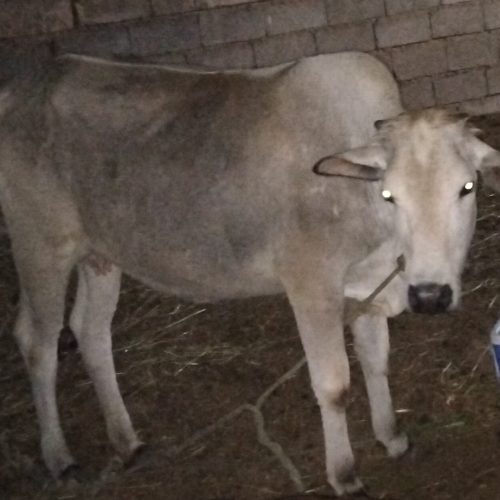 فروش گاوه ماده