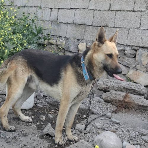 ژرمن ورک نر 5 ماهه