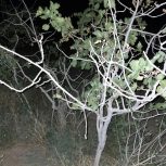 58قصب با 15 دقیقه آب قنات در هفته در اسحاق آباد سیرجان