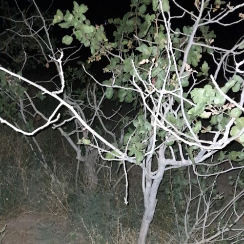 58قصب با 15 دقیقه آب قنات در هفته در اسحاق آباد سیرجان