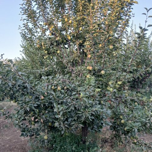 باغ میوه
