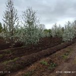 باغی دارای درختان 10ساله پربار از انواع میوه در 5کیلومتری شهر