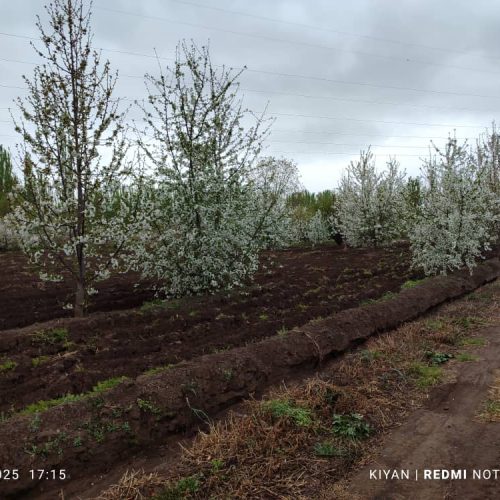 باغی دارای درختان 10ساله پربار از انواع میوه در 5کیلومتری شهر