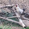 خروس 1 ساله