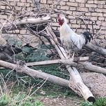 خروس 1 ساله