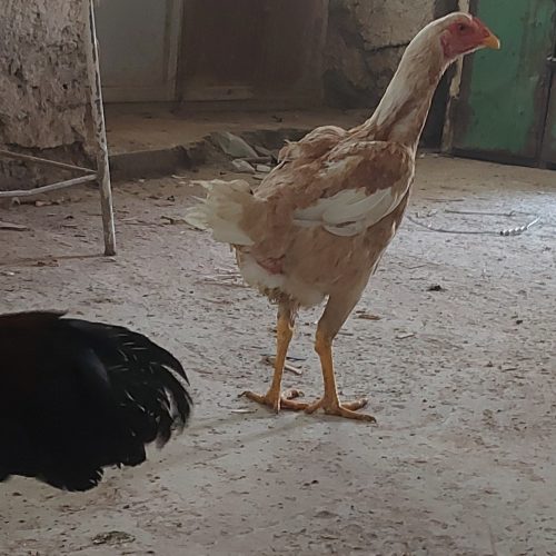 مرغ و خروس لاری