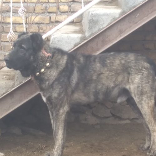 سگ ماده نژاد افغان با 3 تا توله