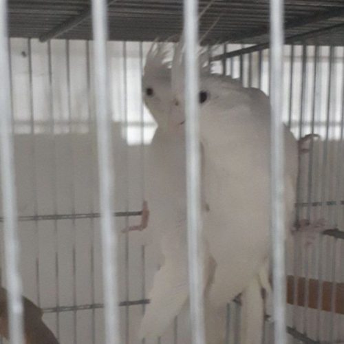 یک جفت عروس هلندی آلبینو تقویت شده چشم شرابی