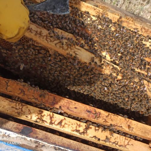 زنبور عسل نژادبومی