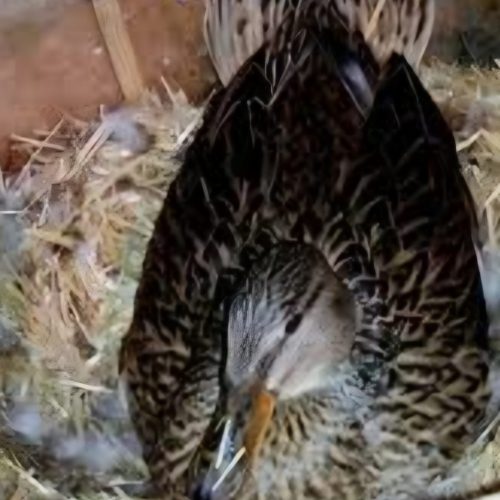 اردک پروازی ماده با جوجه